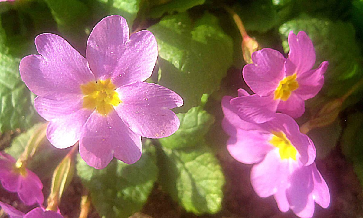 Весеннее - Елена Семигина