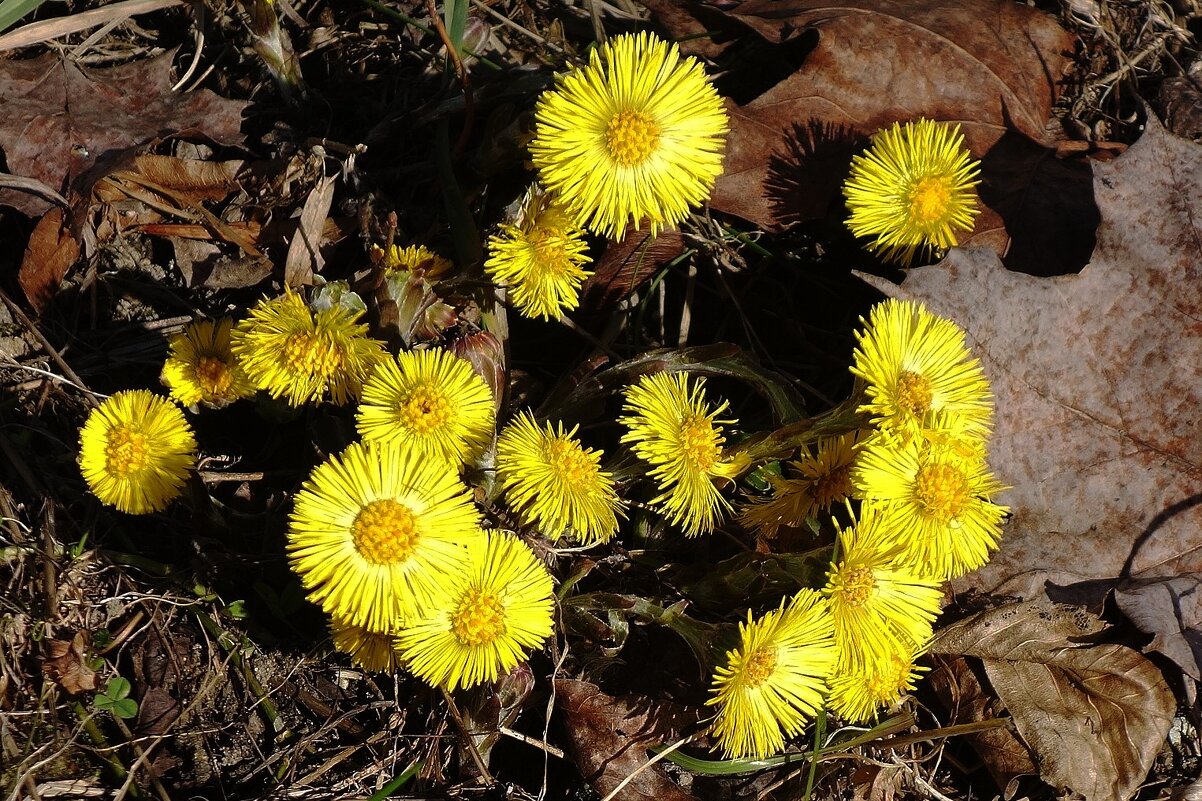 Мать-и-мачеха - Рита Симонова Мать-и-мачеха - Рита Симонова