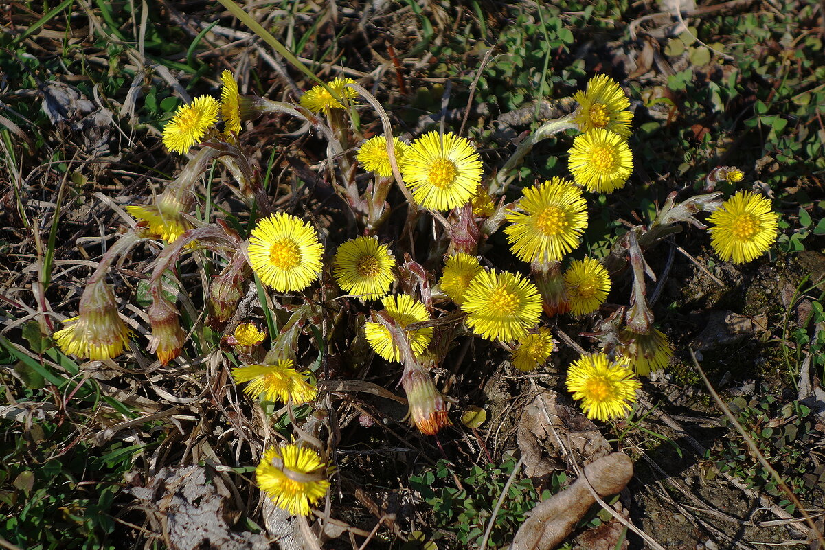 Мать-и-мачеха - Рита Симонова Мать-и-мачеха - Рита Симонова