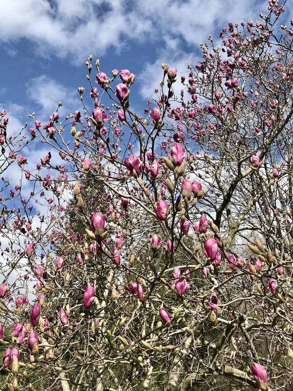 Скоро весна. - Pippa 