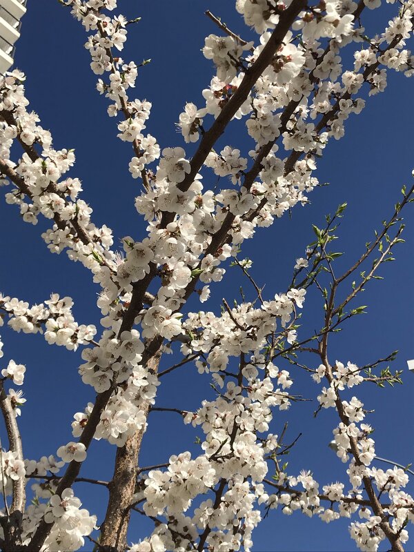 Скоро весна - Pippa Скоро весна - Pippa