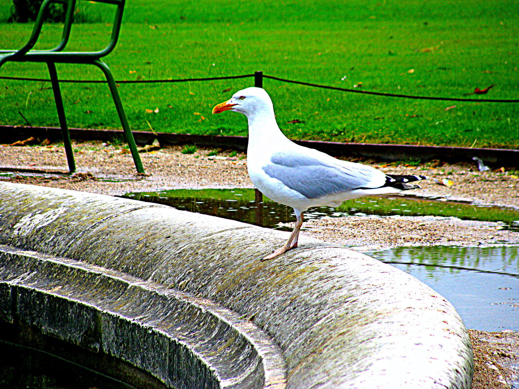 Париж. - Владимир Драгунский Париж. - Владимир Драгунский