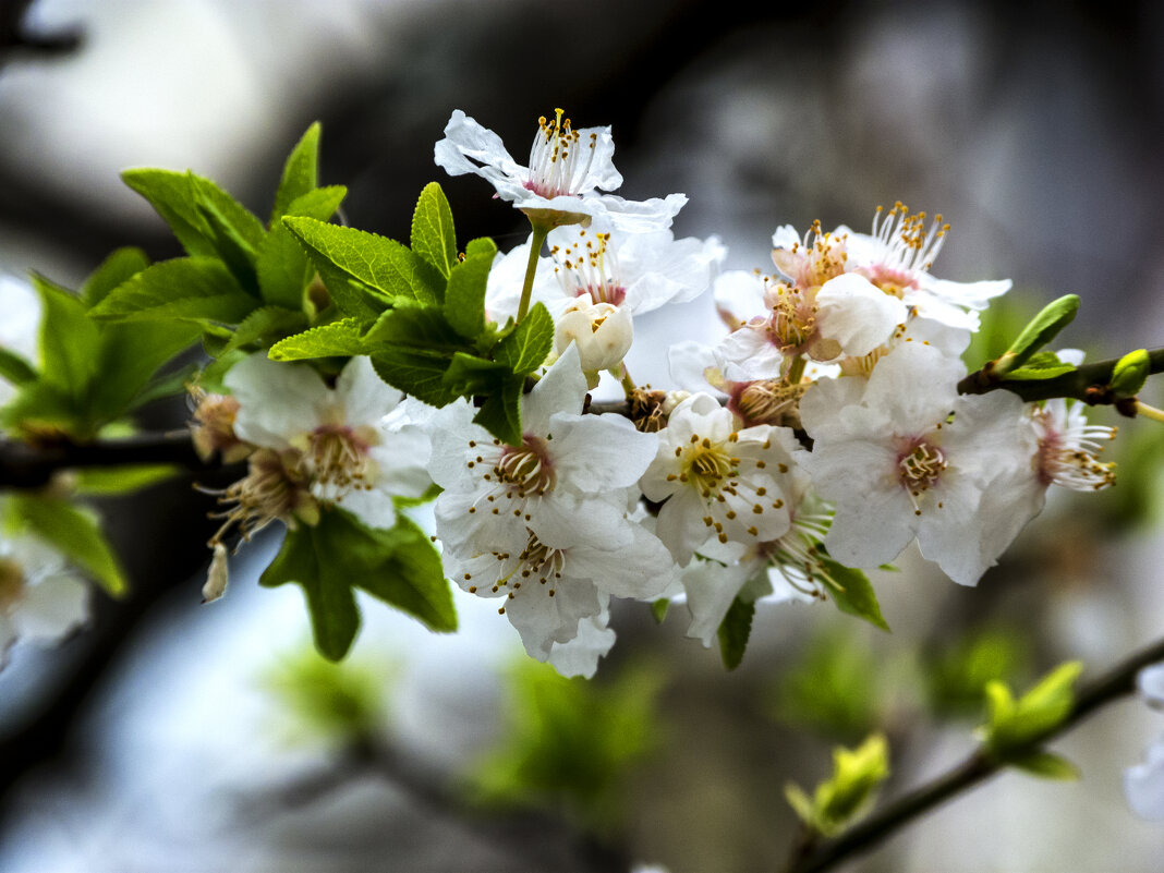 Веточка  вишни - Валентин Семчишин