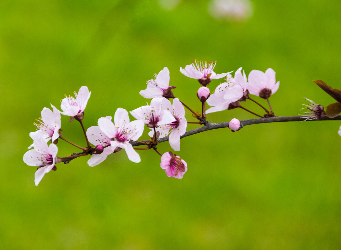 Весенние цветы - Валентин Семчишин