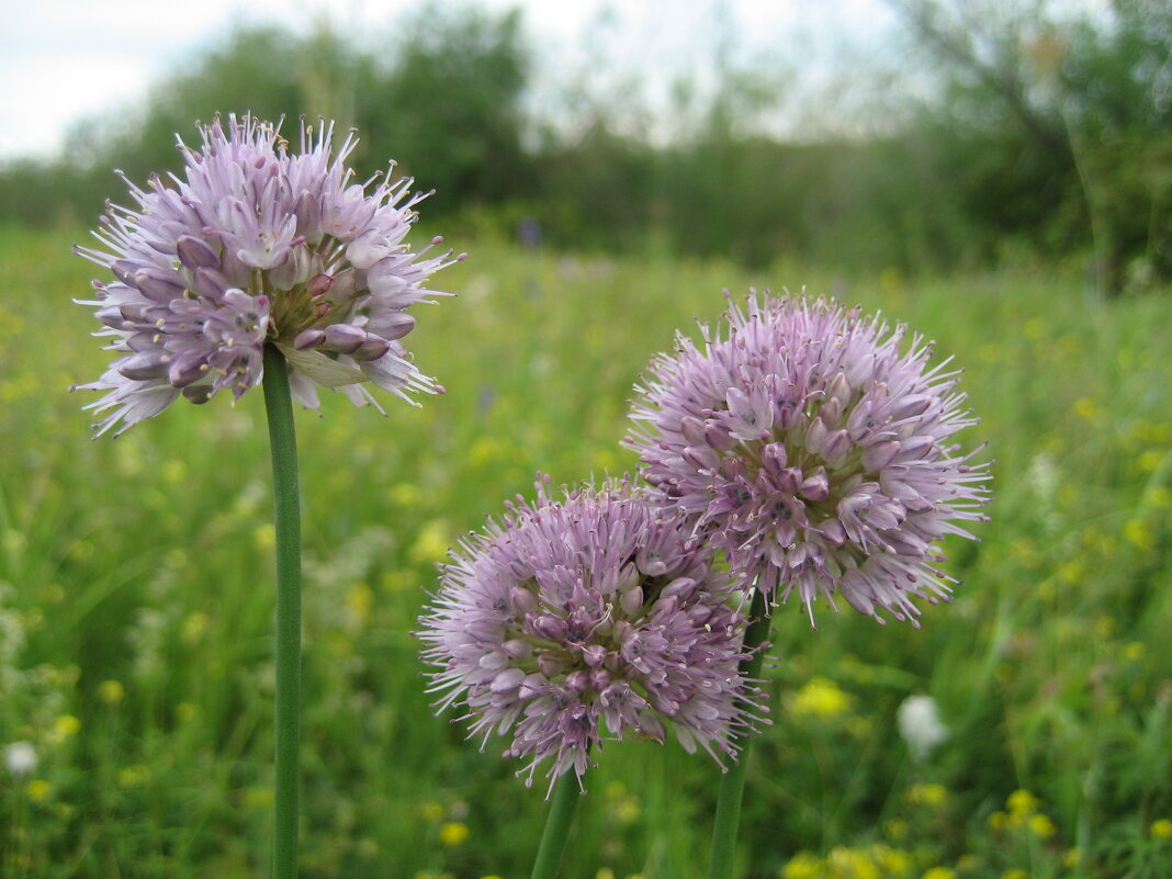 Лук торчащий - Anna Ivanova