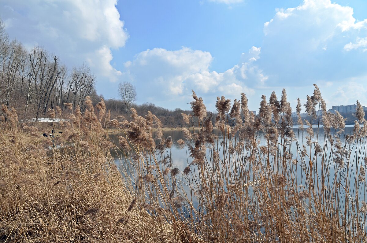 Городская природа - Oleg4618 Шутченко