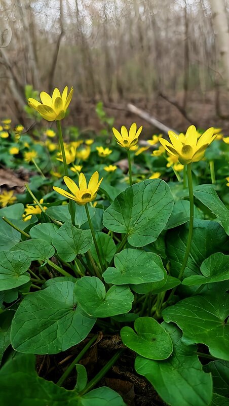 Первоцветы - Оксана Н.