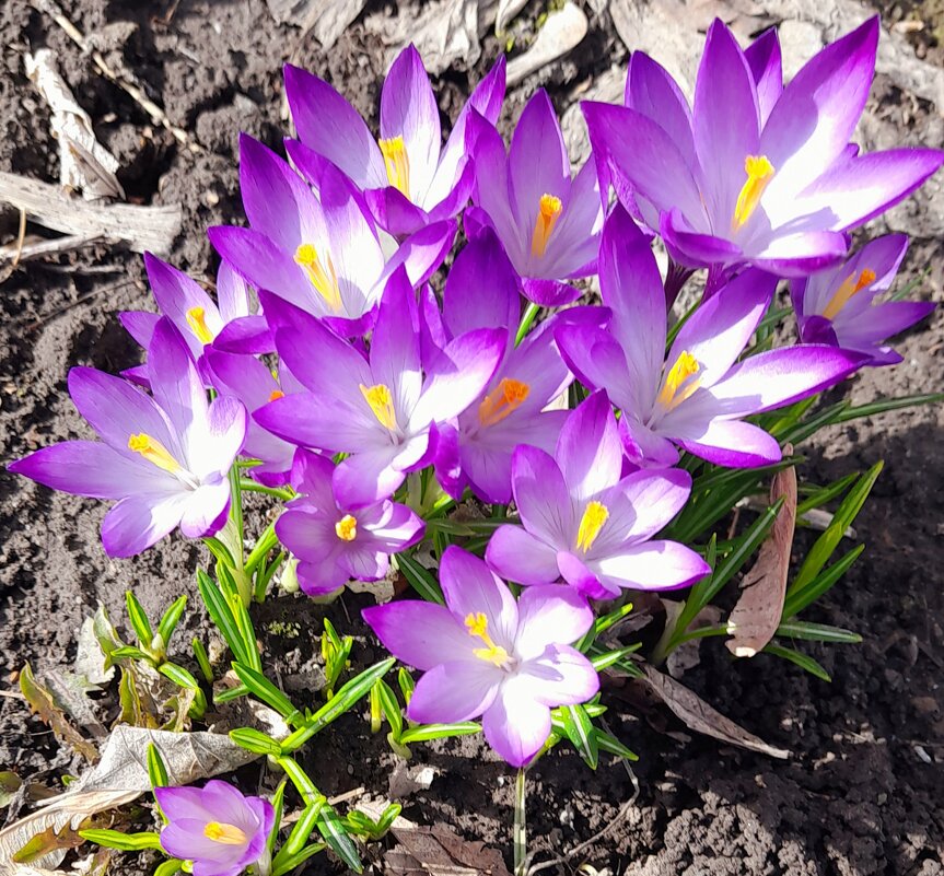 Вот и у нас весна в Сибири . Крокусы. - Мила Бовкун Вот и у нас весна в Сибири . Крокусы. - Мила Бовкун