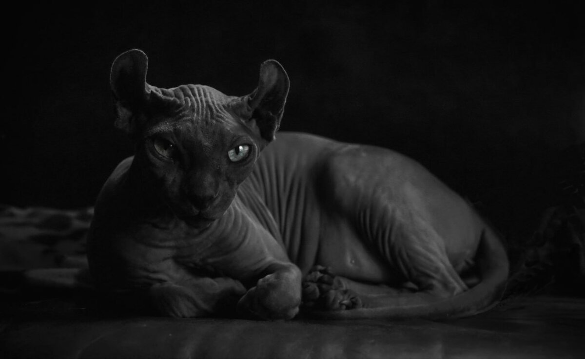 ---Eyes--- - AL Reborn 