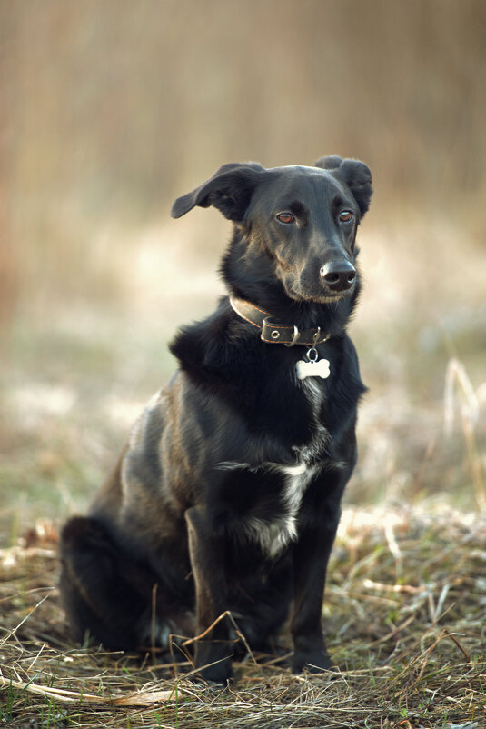 Взгляд - Максим Вышарь