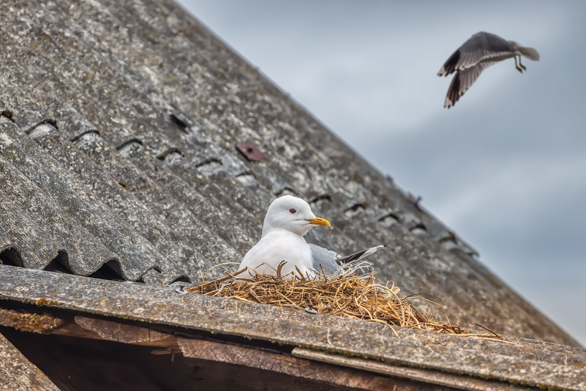 Чайки и люди - Владимир Колесников