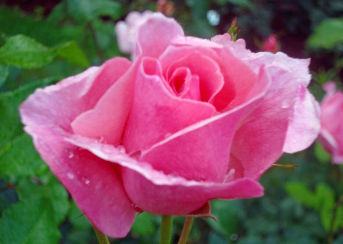 роза - марта Камушкина