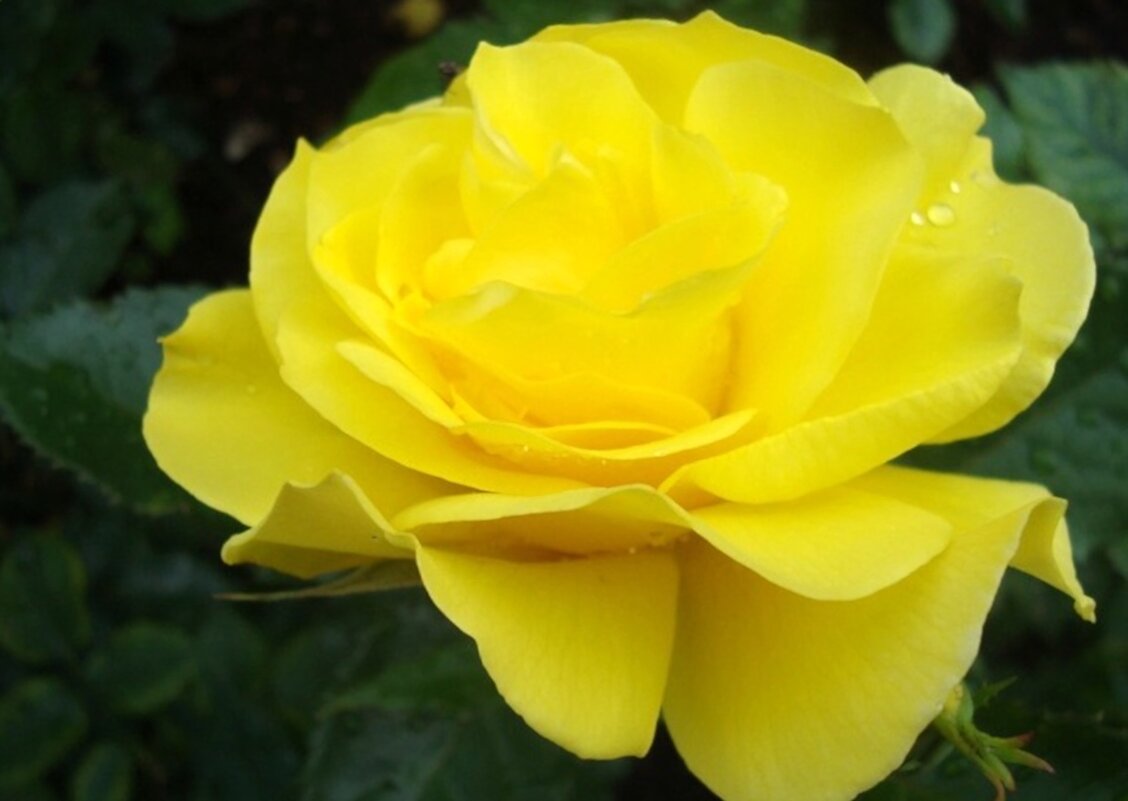 роза цветы - марта Камушкина роза цветы - марта Камушкина