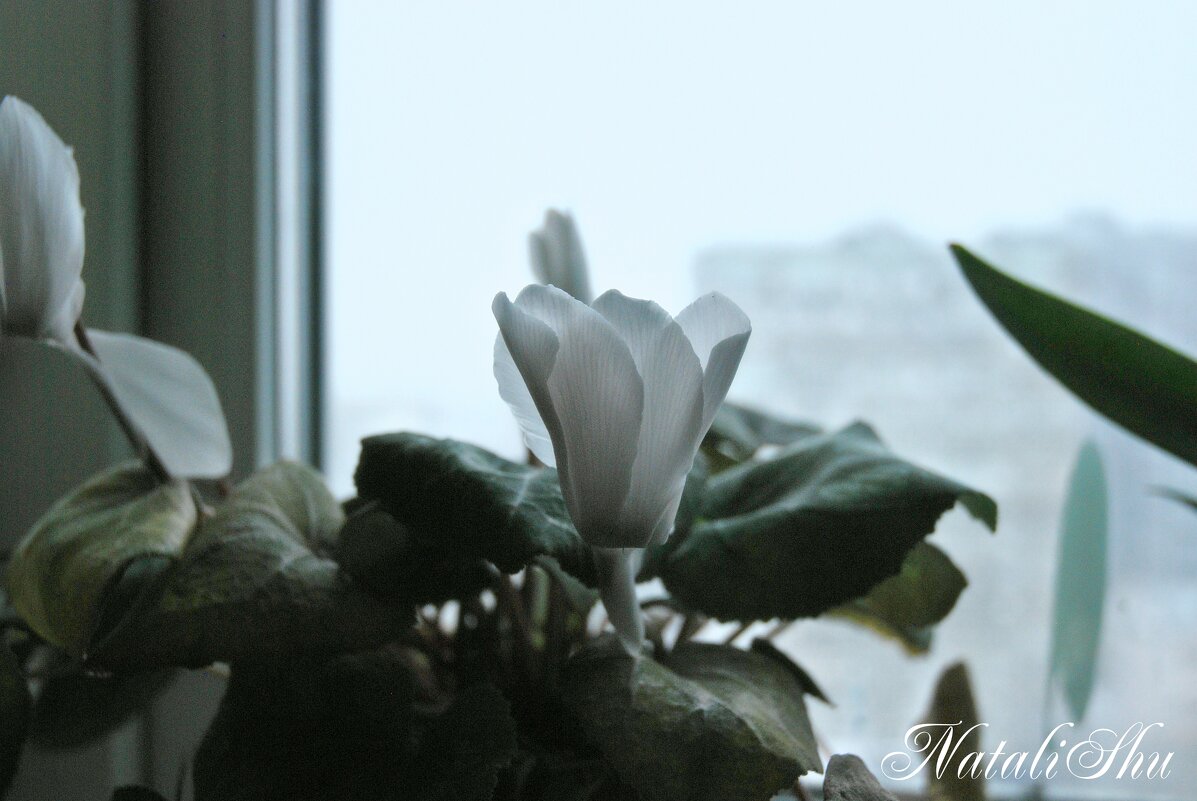 А за окном зима... - Наталья Вязигина