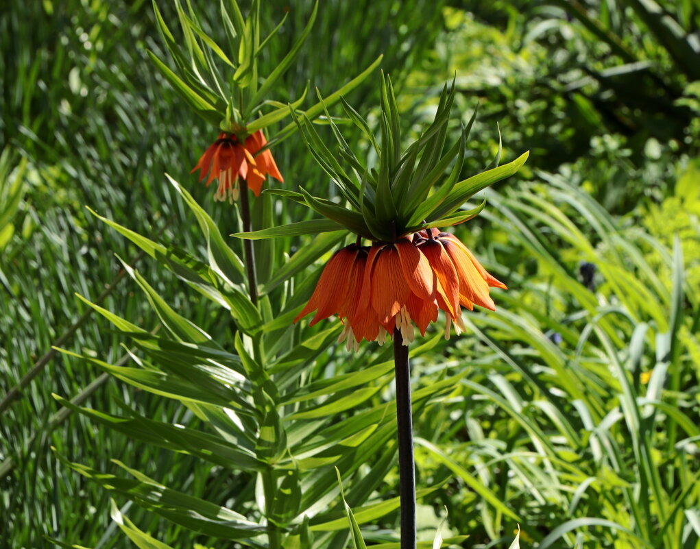 императорский рябчик - Игорь Kуленко императорский рябчик - Игорь Kуленко