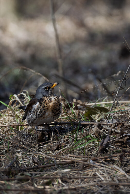 Птичьи заботы - Michel 