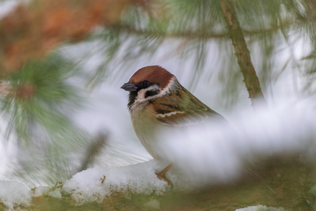 *** - Анатолий. Chesnavik.