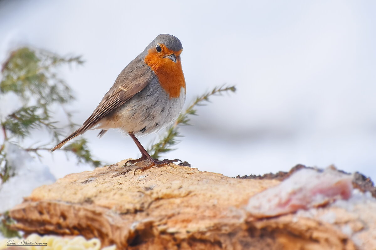 ЗАРЯНКА. - DianaVladimirovna ЗАРЯНКА. - DianaVladimirovna