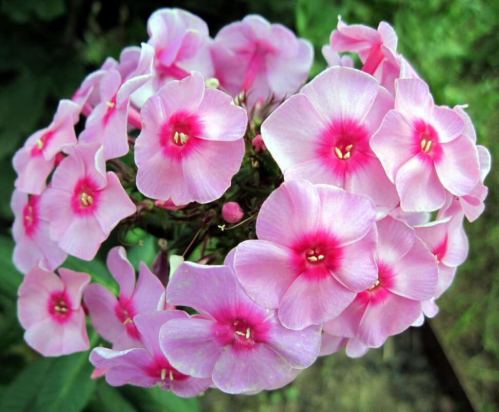 Флоксы. - Ирина *** Флоксы. - Ирина ***