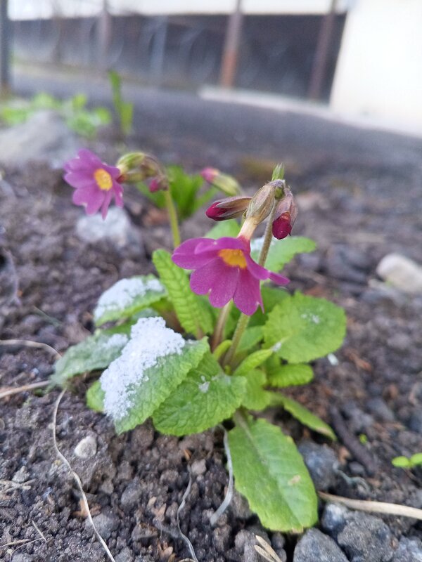 Примулы - Сапсан 