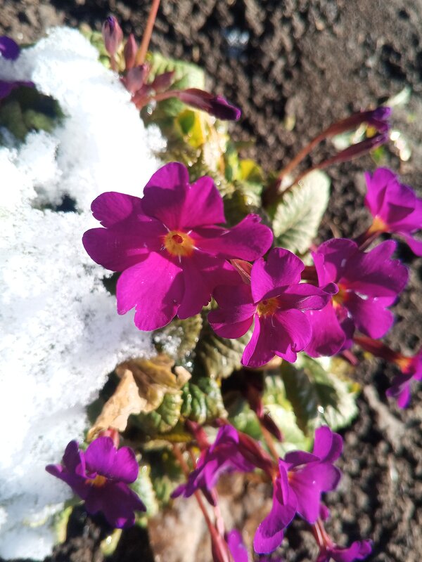 Примула - Сапсан 