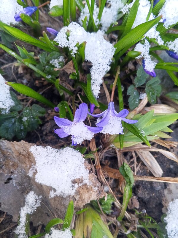 Хионодокса - Сапсан 