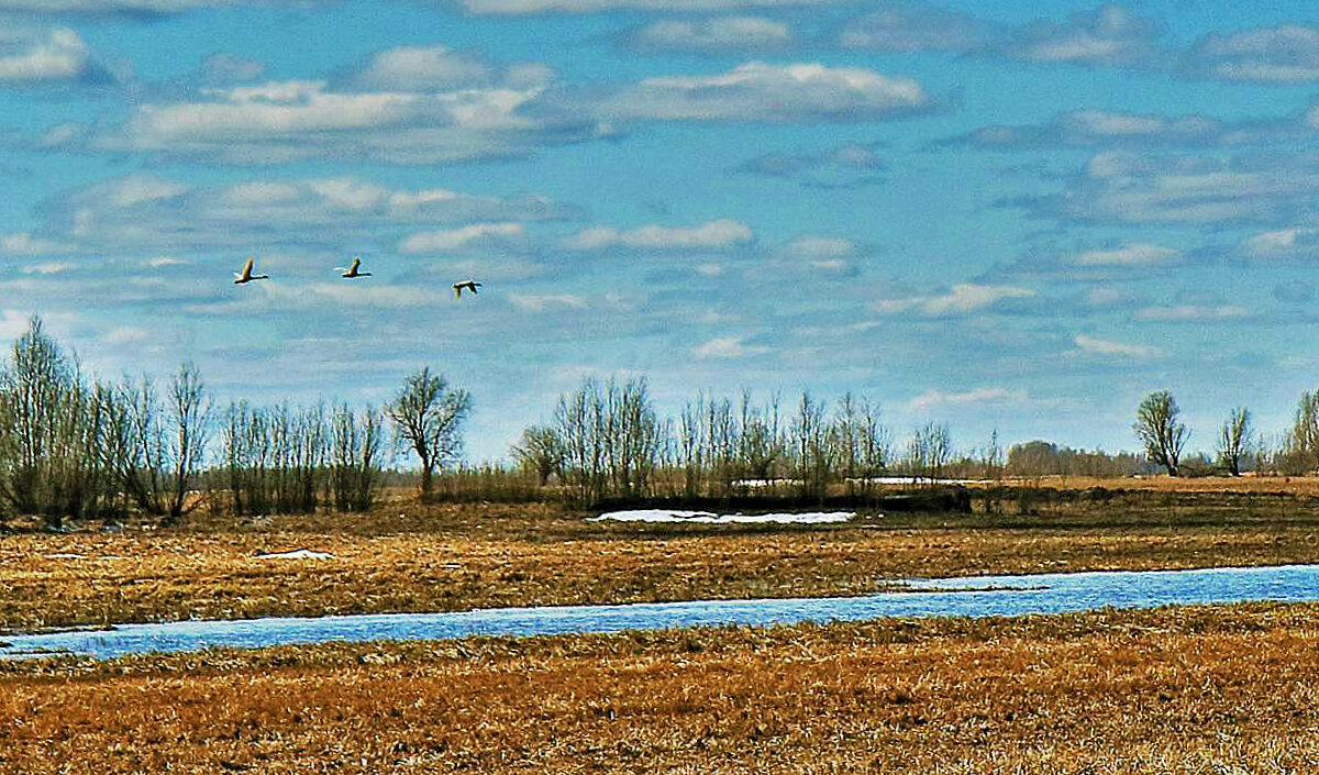 Май...Лебеди-кликуны в окрестностях Юганской Оби. - Владимир 