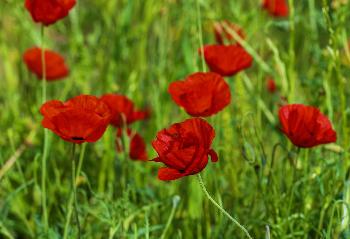 Весна. - Alexander Amromin