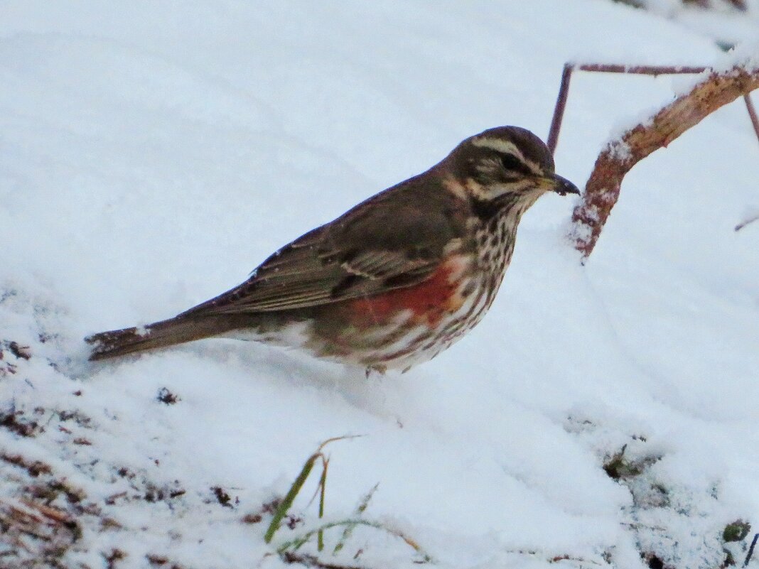 Дрозд на снегу - Андрей Снегерёв