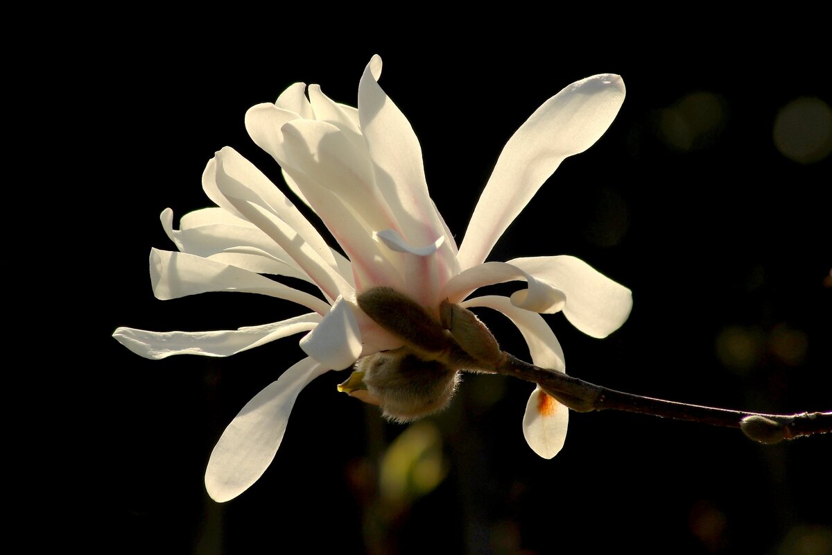 Утренний - Юрий. Шмаков