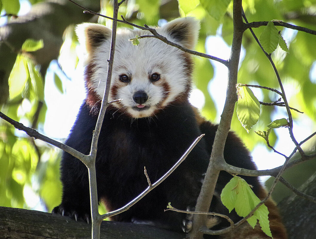 Красная панда - Андроник Александр Красная панда - Андроник Александр
