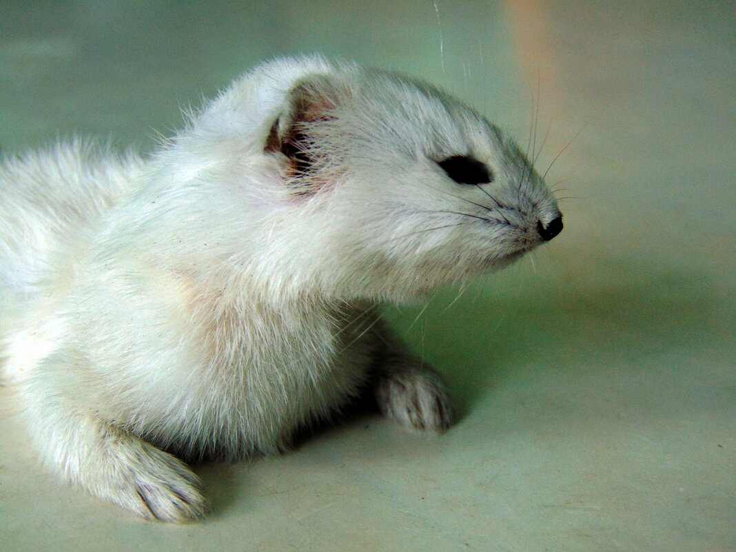 Ласка. - nadyasilyuk Вознюк Ласка. - nadyasilyuk Вознюк