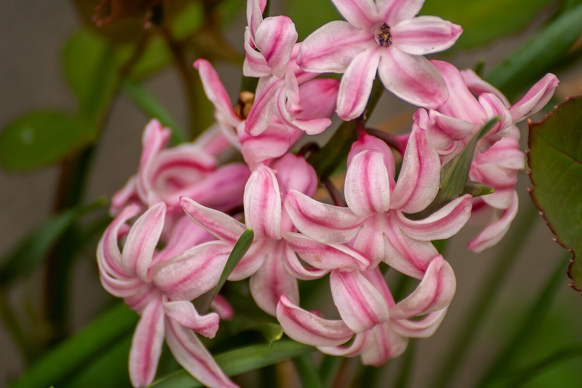 гиацинт - Игорь Сикорский гиацинт - Игорь Сикорский