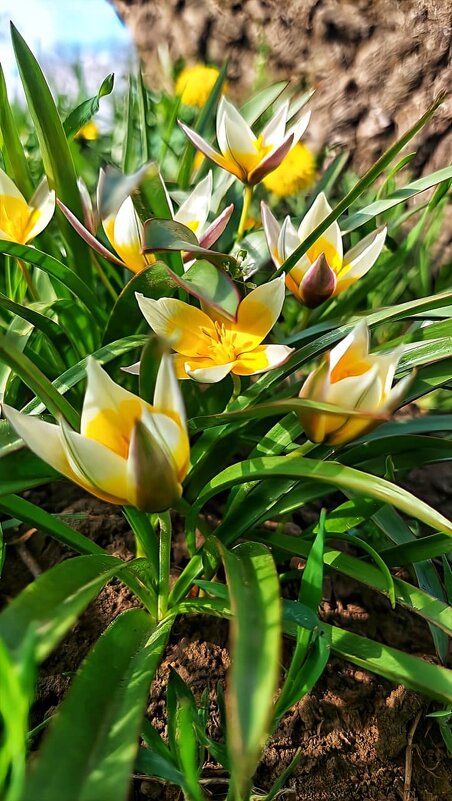 Первоцветы - Оксана Н.