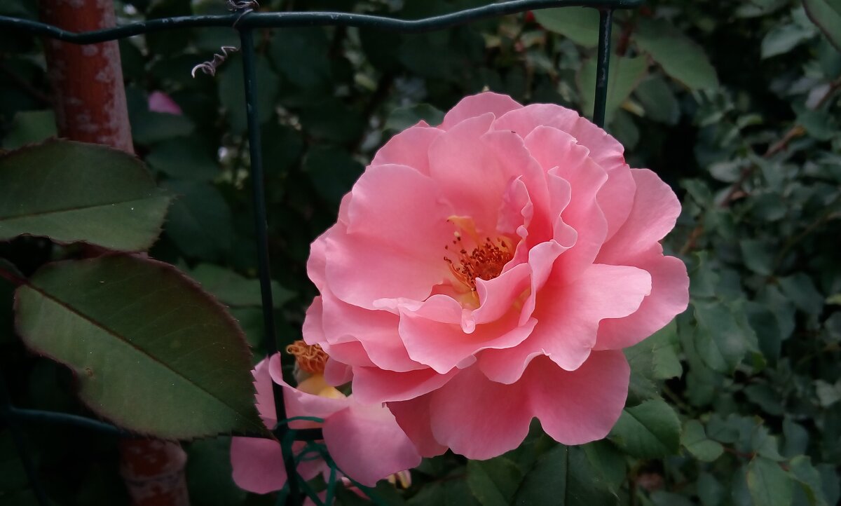 ,,, - Сергей Тимоновский ,,, - Сергей Тимоновский