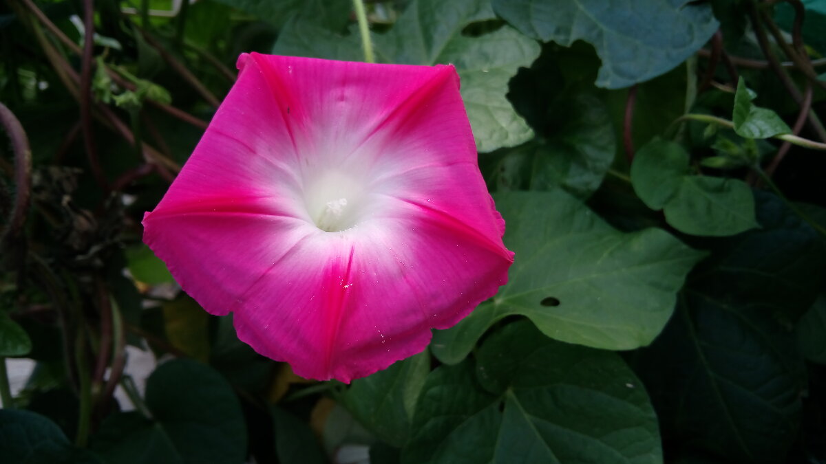 ,,, - Сергей Тимоновский ,,, - Сергей Тимоновский