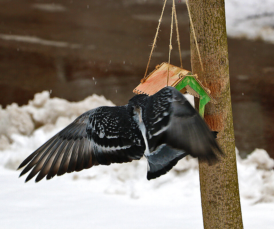 Снова зима... Опять голодно... - Светлана Снова зима... Опять голодно... - Светлана