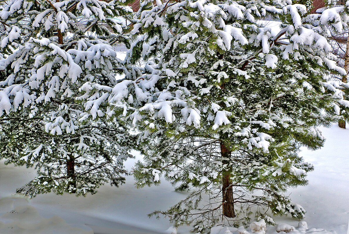 9 апреля - опять пришла зима... - Светлана 9 апреля - опять пришла зима... - Светлана