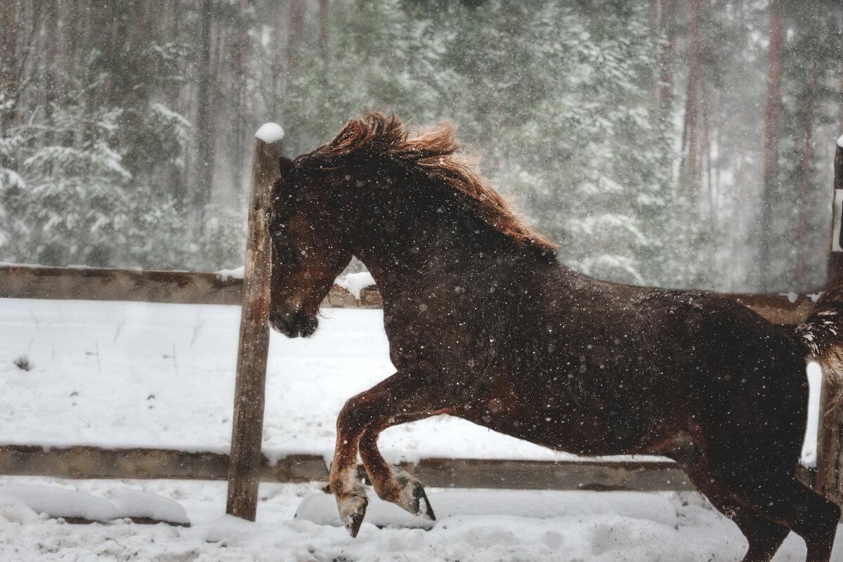 Дэнвер - Кристина Щукина