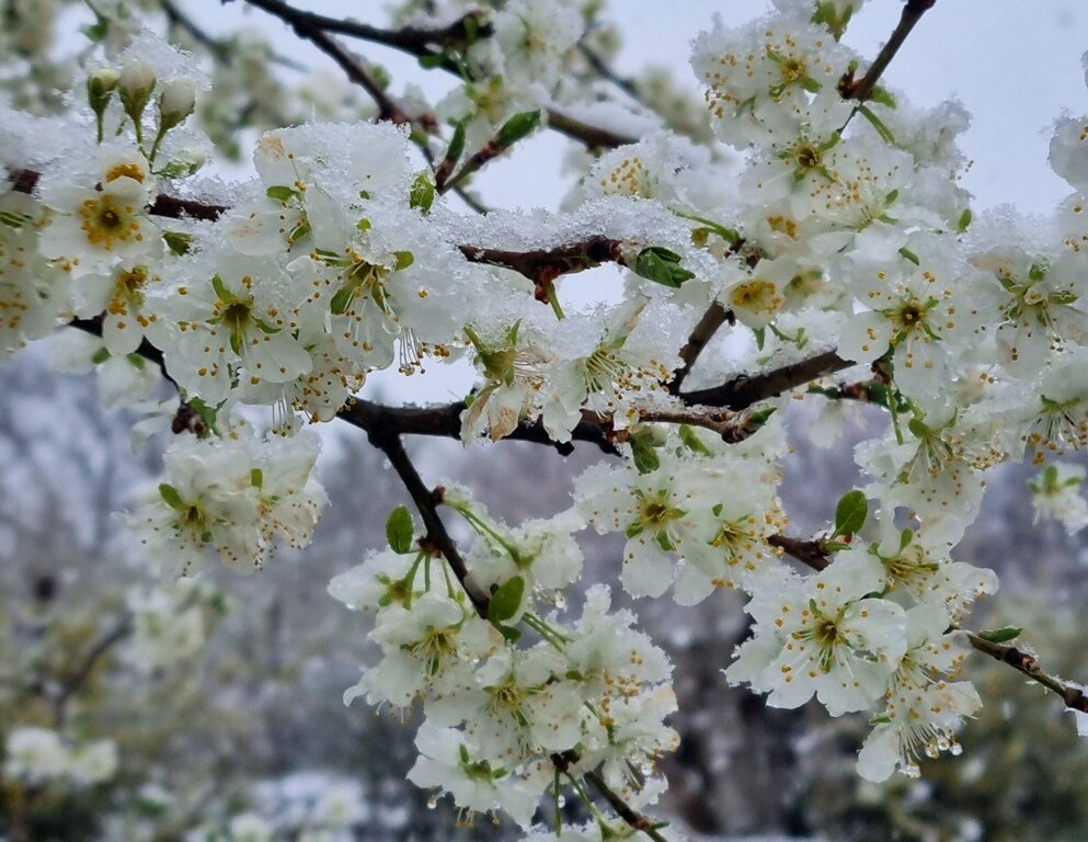 Цветущая слива в снегу - Наталья 
