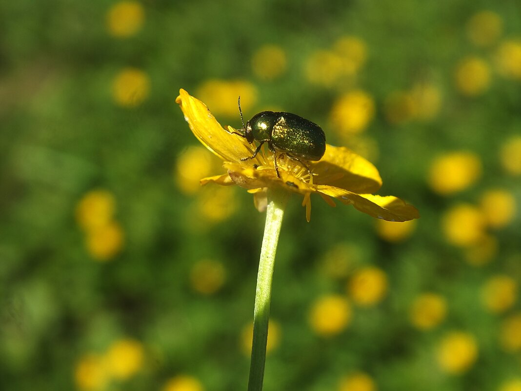 ** - Зоя Мишина ** - Зоя Мишина