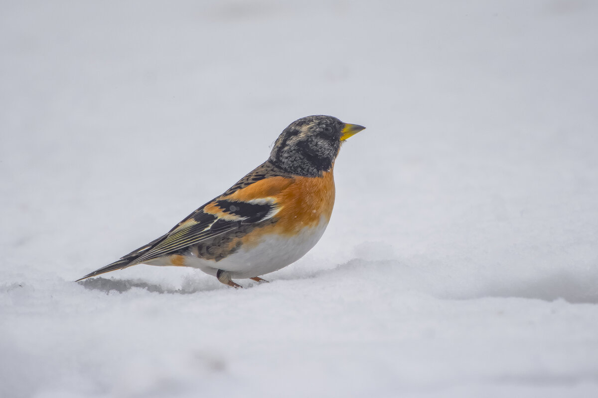 Вьюрок. - Sergey (Apg)