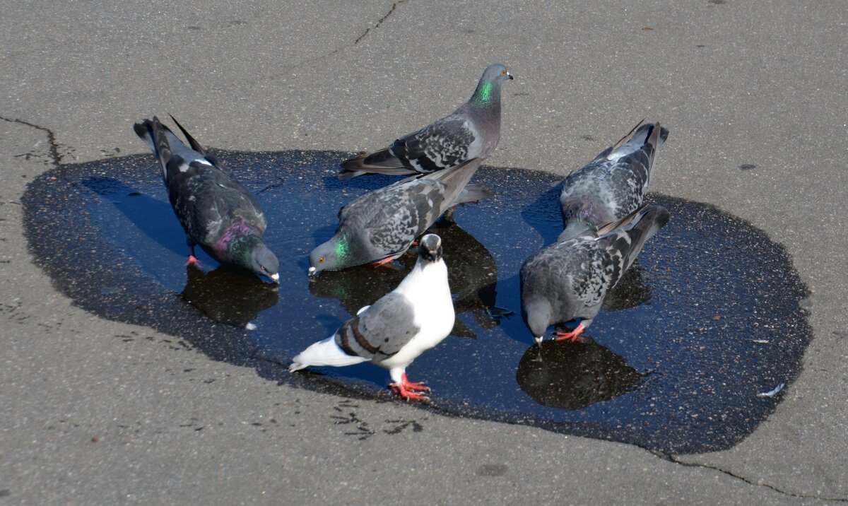 Птицы пьют воду из лужи - Сергей М 