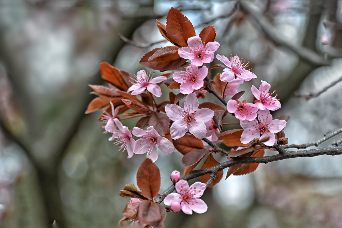 Цвет - B razk Цвет - B razk