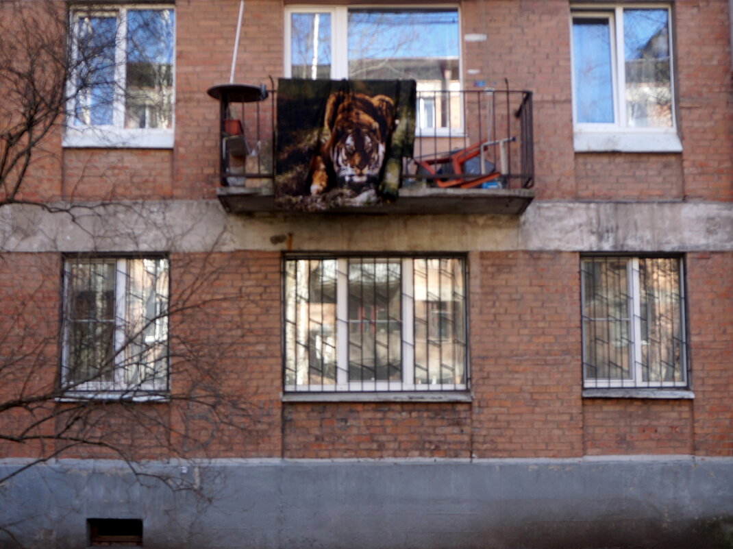 здесь живет тигр - zavitok * здесь живет тигр - zavitok *