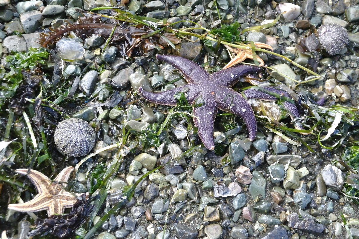 Звезды Камчатки - Марина Виноградова