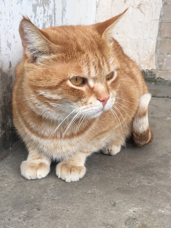 Магия взгляда... - Владимир Павлов