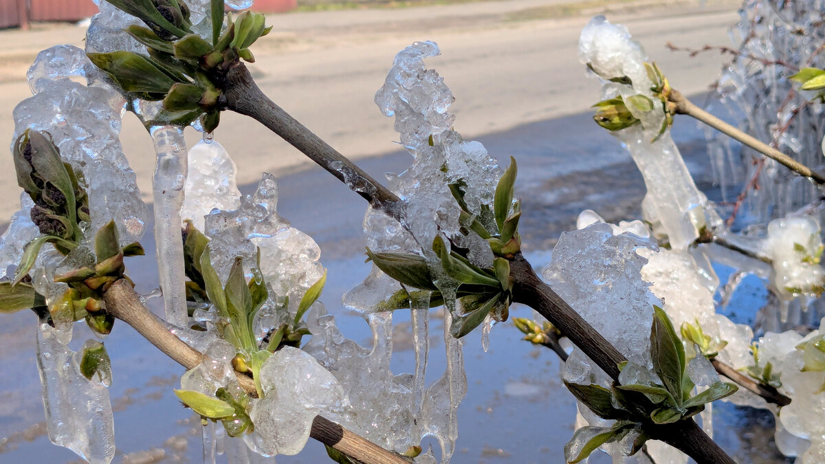 начало апреля 11 - Александр Прокудин начало апреля 11 - Александр Прокудин