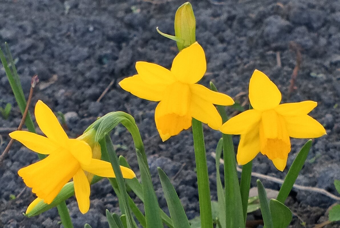 Нарцисс - Сапсан 