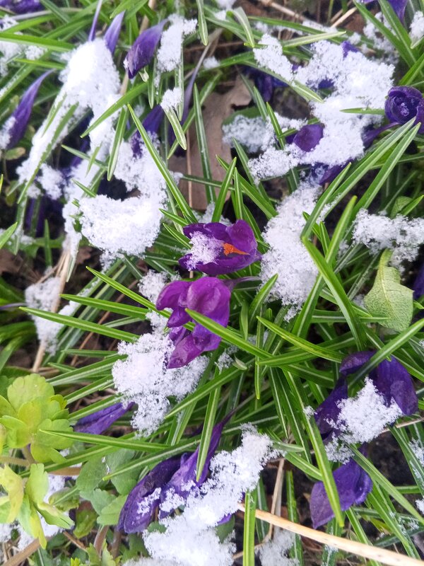 Крокус - Сапсан 